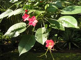 Image result for Jatropha botswanica