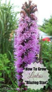 13 Tips For Growing Liatris Attract Bees Like A Magnet Liatris Trees To Plant Planting Flowers