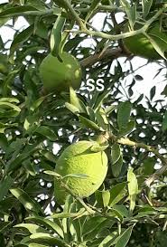 Image result for Balanitaceae
