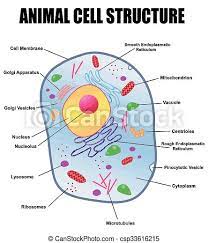 Check spelling or type a new query. Animal Cell Structure On White Background Vector Illustration Helpful For Education Schools Canstock