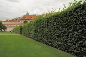 Image result for Živý plot z habru