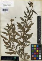 Image result for Tragia hildebrandtii