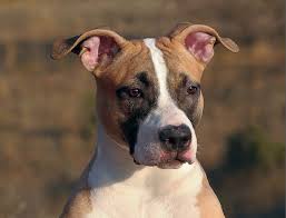 Il cibo va somministrato sempre allo stesso orario. American Staffordshire Terrier Amstaff Carattere Prezzo E Allevamenti Razzedicani Net