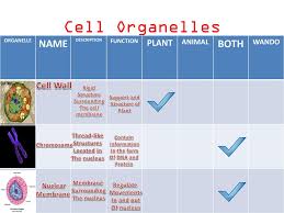 We did not find results for: Cell Organelles Both Name Ms Tribal Tribune Power Plant Plant Wando Ppt Download