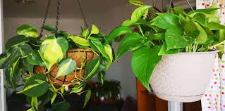 2020 popular 1 trends in home & garden, beauty & health, jewelry & accessories, apparel accessories with with silver stripe and 1. 12 Most Popular Philodendron Types And Pictures All You Need To Know