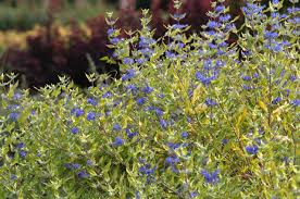 Image result for Caryopteris odorata