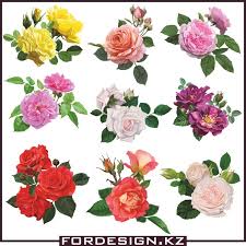 Rose Vector Beautiful Vector Roses Free Download In Formats Cdr Ai Png