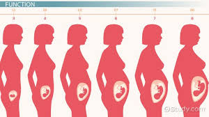 What Is The Uterine Cavity Size Definition