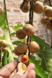 Image result for Aphanamixis