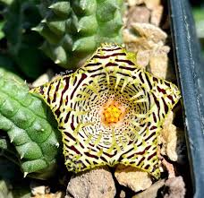 Image result for Tridentea marientalensis