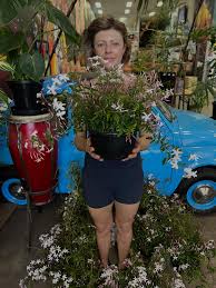 Image result for Aframomum polyanthum