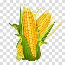 Corn Illustration Maize La Mazorca Euclidean Illustration Cartoon Corn Transparent Background Png Clipart Vegetable Illustration Corn Plant Corn
