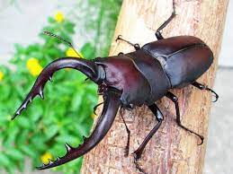 カブトムシ クワガタ カブトムシ ミヤマクワガタ