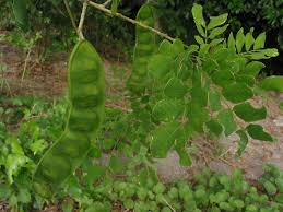 Image result for Albizia procera