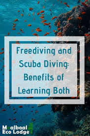 Freediving And Scuba Diving Benefits Of Learning Both In 2020 Diving Scuba Diving Learn To Scuba Dive