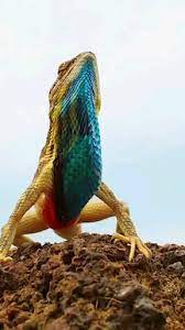 520 Bearded Dragons Friends Ideas In 2021 Bearded Dragon Reptiles Cute Reptiles