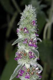 Image result for Stachys pseudonigricans