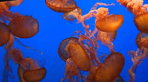 14.126 yorum, makale ve 8.798 resme bakın. Monterey Bay Aquarium General Public Ticket Sales Start May 5
