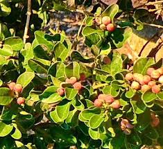 Image result for Scutia