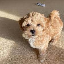 Birth to 7 weeks old = a maltipoo puppies are quite round, they have some puppy fat and it helps to create that cuddly look. Maltipoo Puppy For Adoption Posts Facebook