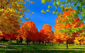 Check spelling or type a new query. Autumn Fall Season Nature Landscape Leaf Leaves Color Seasons Tree Forest Wallpapers Hd Desktop And Mobile Backgrounds
