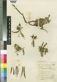 Image result for Angraecopsis parva