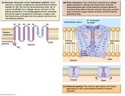 Http Www Mun Ca Biology Desmid Brian Biol2060 Biol2060 13 13 08 Jpg