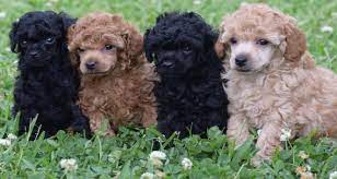 Maybe you would like to learn more about one of these? Radiant Red Poodles Akc Toy Poodles Red Black Apricot Puppies