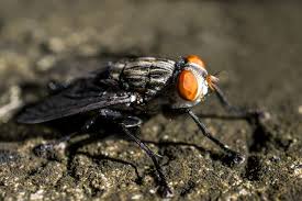 Even when everything possible has been done to eliminate breeding places, flies in the home may still be a problem. Cluster Fly Control And Treatments For The Home Yard And Garden
