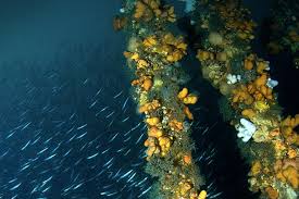 Orkney's shipwreck graveyard is bursting with life