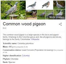 All About The Wood Pigeon Gardenbird
