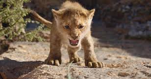 Cette nouvelle version du cultissime « roi lion » est prévue dans nos salles le 17 juillet. Le Roi Lion De Jon Favreau Critique Cinechronicle