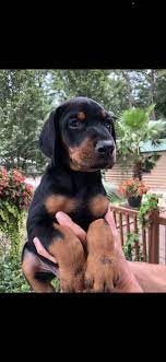 Doberman pincher puppies $650 (houston) pic hide this posting restore restore this posting. Doberman Pinscher Puppies For Sale Houston Tx 352432