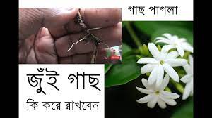 We did not find results for: Jasmine Plant Mogra Flower à¦œ à¦‡ à¦— à¦› How To Plant Jasmine Care Tips Youtube