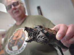 One of the largest turtles in the world that thrives in fresh water is the alligator snapping turtle. Turtle Project Seeks To Put Snap Back On The Map Local Education Pantagraph Com