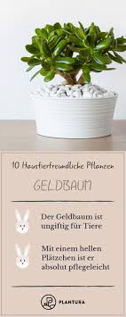 10 Haustierfreundliche Pflanzen Fur Garten Wohnung Geldbaum Im Eigenen Garten Konnen Sich Giftige Pflanzen Fur Tiere Ver Wohnung Pflanzen Pflanzen Geldbaum