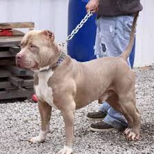 See more ideas about pitbull puppies, puppies, cute dogs. Pitbull Breeders Manmade Kennels Xl Pit Bulls