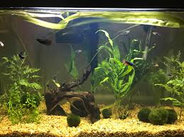 Betta Sorority Community Tank Aquariums