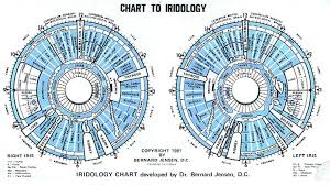 Accurate Iridology Iris Chart 2019