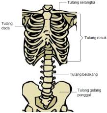 Maybe you would like to learn more about one of these? Bagian Bagian Rangka Tubuh Manusia Dan Fungsinya Rangka Kepala Badan Dan Anggota Gerak Website Pendidikan