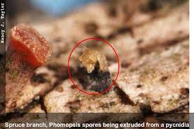 Image result for Pycnobotrya