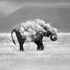 Marina Cano I M A Landscape And Wildlife Photographer Based In Cantabria In The North Of Spain I Elephant Photography World Elephant Day Wildlife Animals