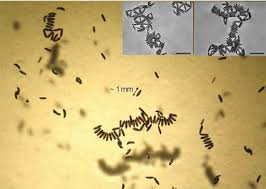 Water is essential for mosquitoes eggs to develop into larvae. Mosquito Eggs Size 1 Mm Floating At The Air Water Interface 1 Download Scientific Diagram