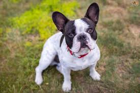 We are located in arizona but hand deliver puppies nationally or internationally in cabin with our puppy nanny. Owning A French Bulldog Pets4homes