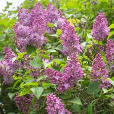 Image result for Syringa prestoniae