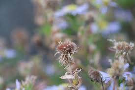 Image result for Pleiotaxis pulcherrima