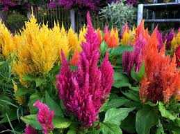 9 Different Types Of Celosia Flowers