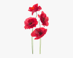 Check out our artificial red poppy selection for the very best in unique or custom, handmade pieces from our artificial flowers shops. Flower Flowering Plant Red Cut Poppy Poppy Artificial Remembrance Day Hd Png Download Kindpng