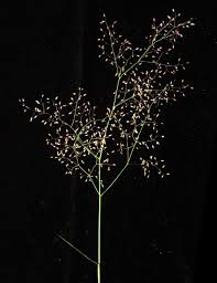 Image result for Tricholaena