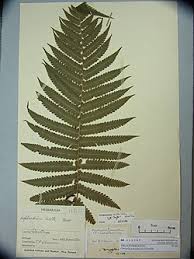 Image result for Christella chaseana